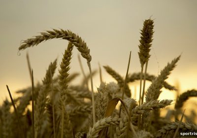 体育博彩风险下，PG电子VIP洗码返佣全攻略